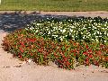 Periwinkle / Catharanthus roseus